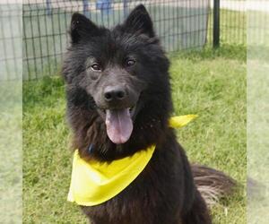 Chow Chow-Unknown Mix Dogs for adoption in San Antonio, TX, USA