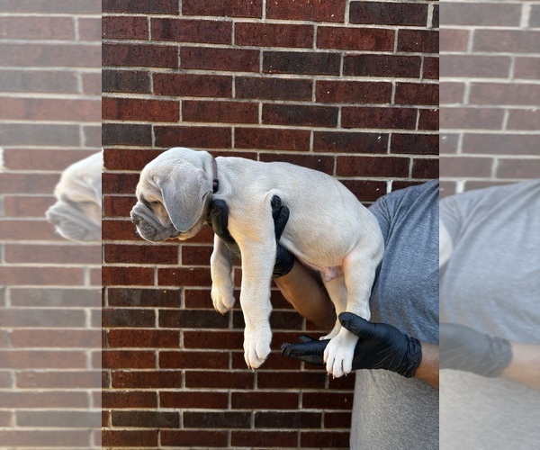 Medium Photo #2 Cane Corso Puppy For Sale in ALLEN, TX, USA