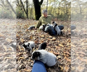 Australian Cattle Dog Litter for sale in OREGON HOUSE, CA, USA