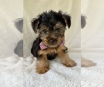 Small #2 Yorkshire Terrier