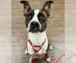 Small #22 Boxer Mix