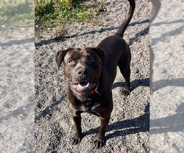 Medium Photo #3 American Pit Bull Terrier-Labrador Retriever Mix Puppy For Sale in Webster, WI, USA