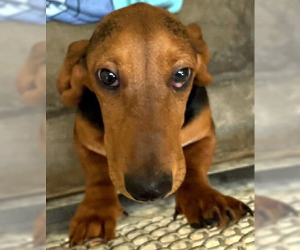 Medium Photo #3 Basset Hound Puppy For Sale in Deepwater, NJ, USA