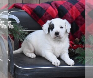 Labrador Retriever Puppy for sale in BEAVERTOWN, PA, USA