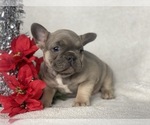 Small Photo #5 French Bulldog Puppy For Sale in CEDAR LANE, PA, USA