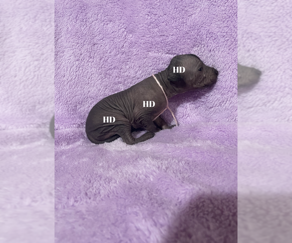 Medium Photo #7 Xoloitzcuintli (Mexican Hairless) Puppy For Sale in BRIDGEVILLE, CA, USA
