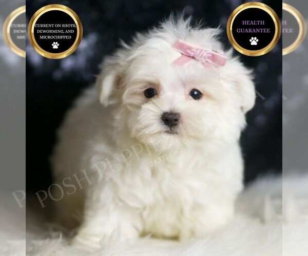 Medium Photo #1 Maltese Puppy For Sale in WARSAW, IN, USA