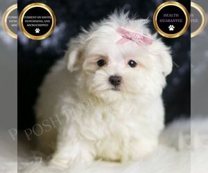 Maltese Puppy for sale in WARSAW, IN, USA