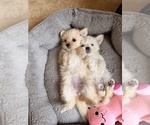 Maltipoo Puppy - Female Maltipoo (Toy) Puppy for Sale - Photo #14