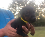 Puppy Yellow male Doberman Pinscher