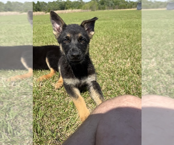 Medium Photo #2 German Shepherd Dog Puppy For Sale in GREENVILLE, NC, USA