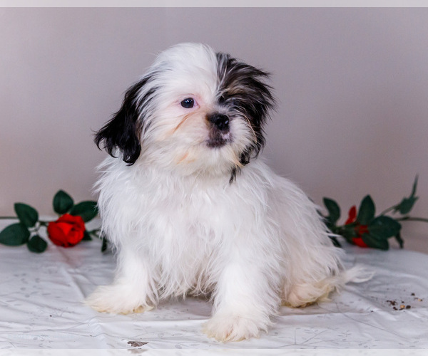 Medium Photo #8 Shih Tzu Puppy For Sale in WAKARUSA, IN, USA