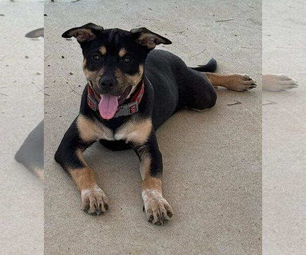 Medium Photo #1 Mutt Puppy For Sale in Rustburg, VA, USA