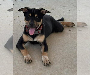 Mutt Dogs for adoption in Rustburg, VA, USA