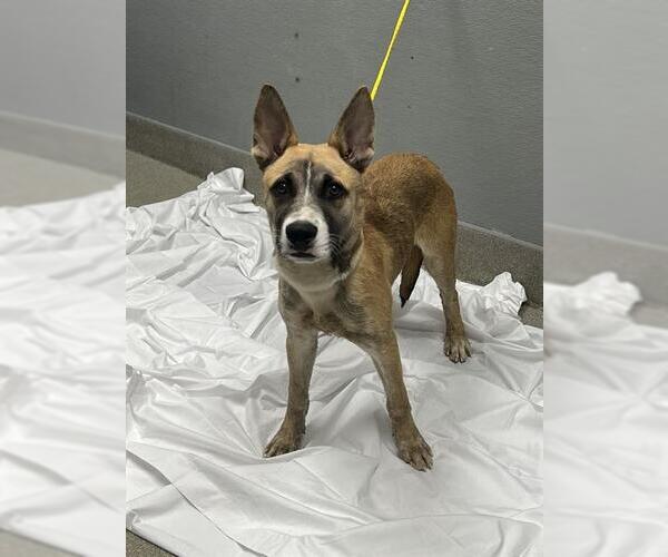 Medium Photo #1 German Shepherd Dog-Unknown Mix Puppy For Sale in Las Vegas, NV, USA