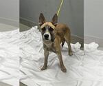Small German Shepherd Dog Mix