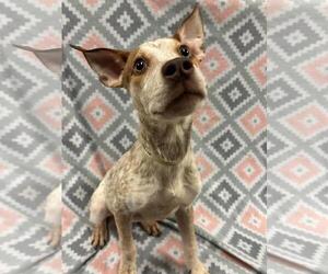 Mutt Dogs for adoption in Rockwall, TX, USA