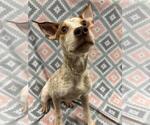 Jasmine - Female Mutt Dog for Adoption - Small photo