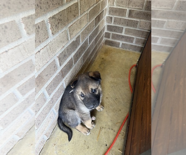 Medium Photo #4 Gerberian Shepsky Puppy For Sale in SCOTTSVILLE, KY, USA