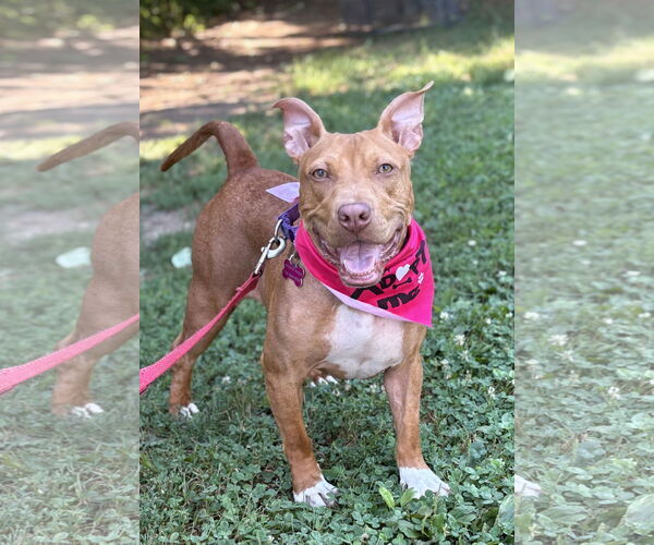 Medium Photo #2 American Pit Bull Terrier-Unknown Mix Puppy For Sale in Spring Lake, NJ, USA