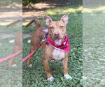 Small #1 American Pit Bull Terrier Mix