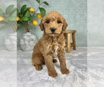 Small #6 Goldendoodle (Miniature)