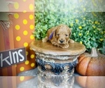 Small Photo #6 Goldendoodle (Miniature) Puppy For Sale in SAINT JAMES, MO, USA