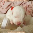 Small Photo #8 Dogo Argentino Puppy For Sale in PINEVILLE, MO, USA