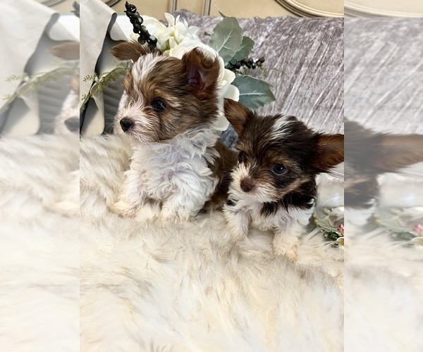 Medium Photo #4 Yorkshire Terrier Puppy For Sale in KELLER, TX, USA