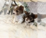 Small #3 Yorkshire Terrier