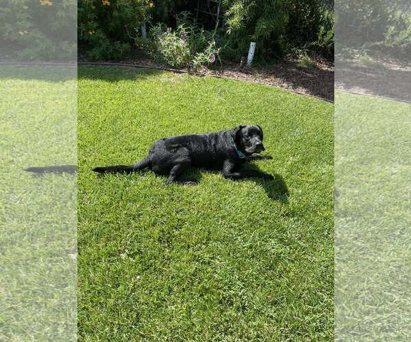 Medium Photo #6 Labrador Retriever-Unknown Mix Puppy For Sale in San Diego, CA, USA