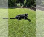 Small #5 Labrador Retriever Mix