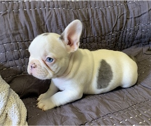 French Bulldog Puppy for sale in JOHNS ISLAND, SC, USA