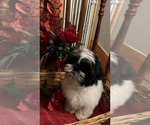 Small Photo #15 Shih Tzu Puppy For Sale in BRIDGETON, NJ, USA