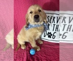 Small #1 Golden Retriever