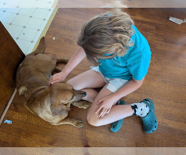 Medium Photo #6 Bassetdor Puppy For Sale in Petaluma, CA, USA