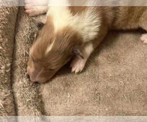 Medium Photo #21 Collie Puppy For Sale in HIGH POINT, NC, USA