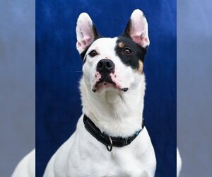 American Pit Bull Terrier-Border Collie Mix Dogs for adoption in Gloversville, NY, USA