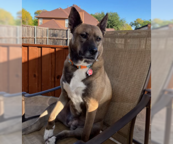 Medium Photo #1 Siberian Husky Puppy For Sale in Denton, TX, USA