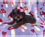 Small #1 Poodle (Miniature)