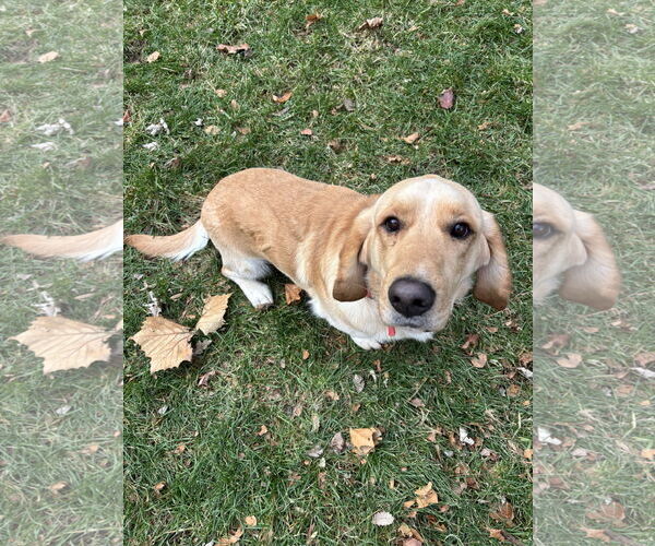 Medium Photo #1 Bassetdor Puppy For Sale in Columbus, IN, USA