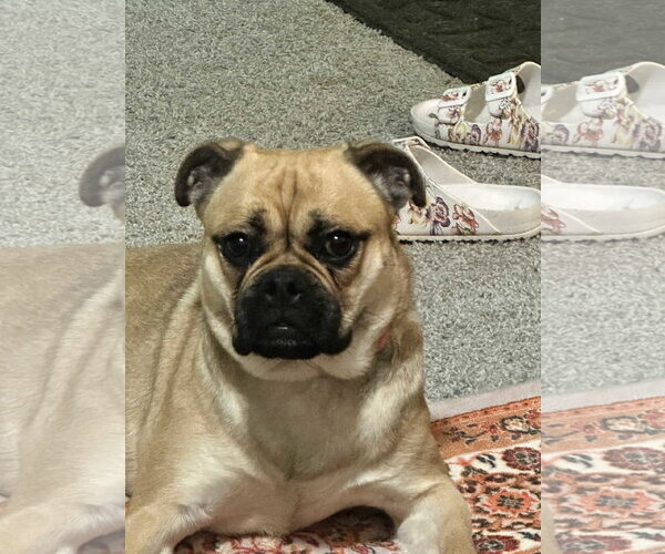 Medium Photo #1 Pug-Unknown Mix Puppy For Sale in McDonough, GA, USA