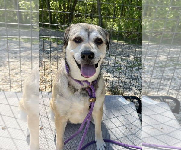 Medium Photo #7 Mutt Puppy For Sale in Chester, NJ, USA