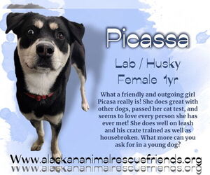 Huskies -Unknown Mix Dogs for adoption in Anchorage, AK, USA