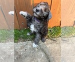 Puppy Purple Girl Bedlington Terrier