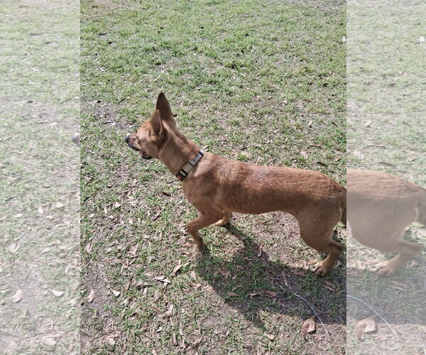 Medium Photo #9 Mutt Puppy For Sale in Holly Springs, NC, USA