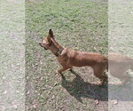 Small #8 Mutt
