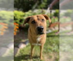 Sasha - Female Labrador Retriever-Rhodesian Ridgeback Mix Dog for Adoption - Small photo