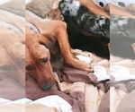 Small Photo #5 Labrador Retriever-Red Heeler Mix Puppy For Sale in CEDAR CITY, UT, USA