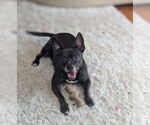 Small #6 American Pit Bull Terrier Mix
